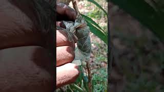 growing star gooseberry Air Layering tree plant from seed mansoon gardening farming [upl. by Aliuqehs]