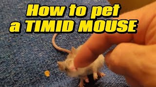 How to Teach Your Pet Mouse to Enjoy Being Petted  Beginner Training Tips [upl. by Misha]