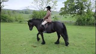 Virtual Dales Pony show example Ridden Traditional Dales [upl. by Eilahs]