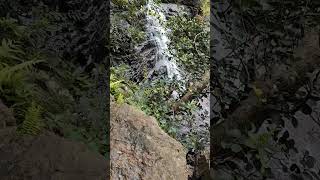 Talakona talakona waterfall tirupati trending viralvideo shortsindia telugu viralshorts [upl. by Eenahpets]