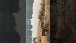 Tigress Riddhi T124 With Cubs at Rajbagh Lake Zone No  3 🌳🙏🙏Ranthambhore National Park [upl. by Harshman480]