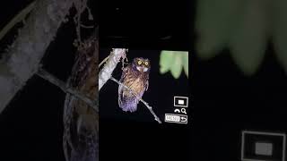 whitethroated screech owl Megascops albogularis  Owling tours birdingcolombia [upl. by Okihcim997]