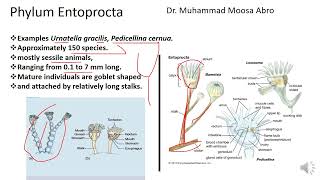 Phylum Entoprocta [upl. by Bowne]