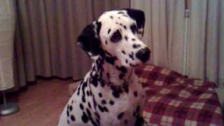 dalmata entrenado [upl. by Hester]