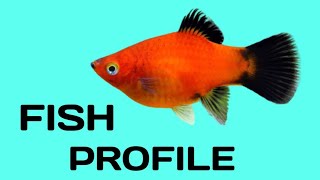 Platy fish species profile Platy care guide [upl. by Anadal]