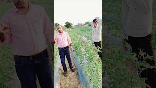 I visited the tomato crop today [upl. by Nikki]