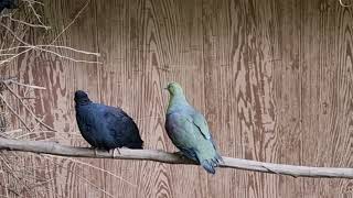 Japanese wood pigeon and Whitebellied wedgetailed green pigeon [upl. by Danziger]