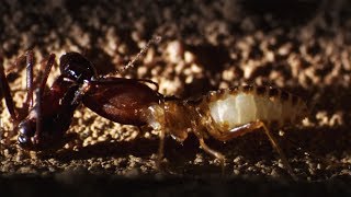 Ants Attack Termite Mounds  Natural World Ant Attack  BBC Earth [upl. by Lucita]