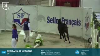 Feridann de Kergane  Approbation Etalon SF 2017  2 ans [upl. by Whallon]