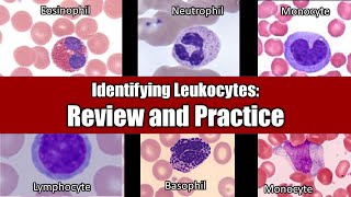 Identifying Leukocytes  Review and Practice [upl. by Verlee730]