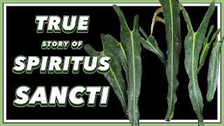 The DRAMA Filled Past of Philodendron Spiritus Sancti  Pretty in Green Documentary [upl. by Heindrick]