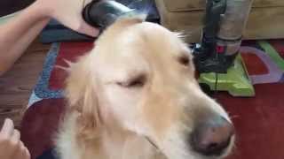 Funny amp Silly Dog Loves To Be Vacuumed  English Cream Golden Retriever 3 Years Old [upl. by Elyagiba]