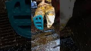 How to block lame cows foot Plastic block attached Cow Hoof triming [upl. by Vedetta]