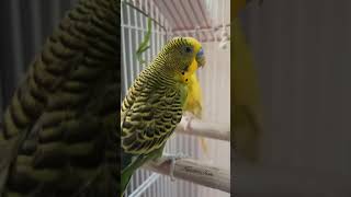 Parakeet small to medium sized species of parrot  Budgie [upl. by Vano]