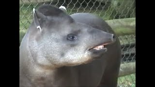 Brazilian Tapir Squeaking at Cotswold Wildlife Park [upl. by Namqul]