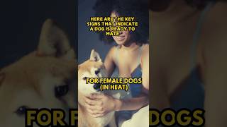 Key Signs Your Female Dog is Ready to Mate In Heat dogbreedinginformation [upl. by Hcahsem]