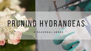 How to prune hydrangea annabelle  Pruning hydrangea annabelle  Hydrangea  Hydrangea Care [upl. by Daniyal]