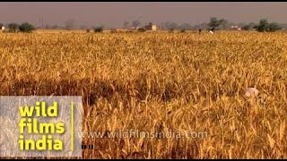 Wheat cultivation in India [upl. by Mathe584]