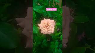 Tedibar rose saihitechnursery gardening 6374934601 [upl. by Metzger]