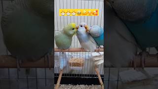 🫠 shorts keşfet muhabbetkuşu budgies parakeet baby bebek cute sevimli komik funny birds [upl. by Amado]