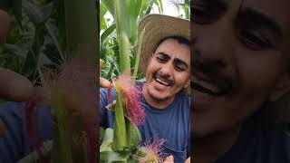 La Magia del Maíz Polinización y Crecimiento Naturalquot 🌽✨ campo plantas huerto vlog jardin [upl. by Atina478]