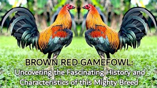 BROWN RED GAMEFOWL Uncovering the Fascinating History and Characteristics of this Mighty Breed [upl. by Roosevelt]