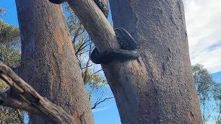 Python sick on bio farm now healed up and released back exactly at the same spot he was found [upl. by Griffith938]