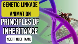 Genetic Linkage Animation  Gene Mapping  Principles of Inheritance  NCERT XII  NEET Biology [upl. by Yenruoj949]