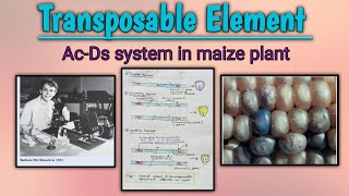 Transposable elements AcDs system in maize plant [upl. by Irianat20]