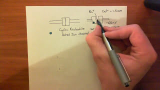 Cyclic Nucleotide Gated Ion Channels [upl. by Kristal936]