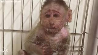 Baby Monkey Who Was Electrocuted Is So Lucky To Be Alive [upl. by Townsend909]