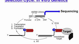 mRNA display [upl. by Lampert540]