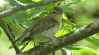 Warbling Vireo ウタイモズモドキ [upl. by Sisxela]