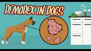 DEMODEX IN DOGS  clinical signs diagnosis treatment  VET TOUR [upl. by Camfort]