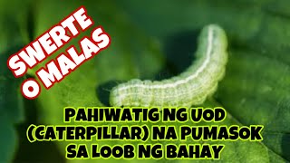 PAMAHIIN AT PANINIWALA SA UOD O CATERPILLAR NA PUMASOK SA LOOB NG BAHAY [upl. by Shivers]