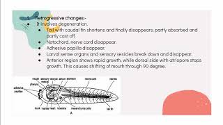 Retrogressive metamorphosis in Herdmania [upl. by Puri336]