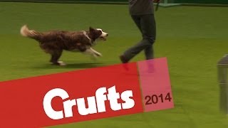 Freestyle Heelwork to Music  Crufts 2014 [upl. by Yuzik]