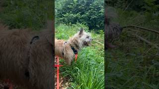 Cairn terriers wet woodland adventure [upl. by Virgel]