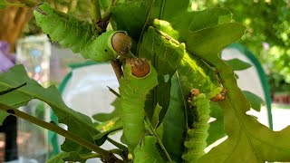 Moth Week The Polyphemus and Luna Moth  Secret Life of Bugs CheckIn [upl. by Cerell]