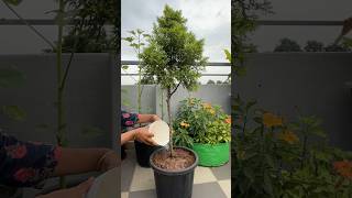 Repotting Juniper Plant gardening shortsviral [upl. by Keeler]