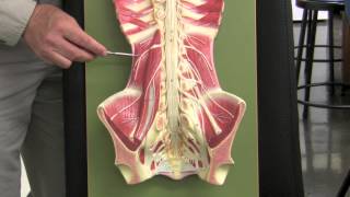 Lumbar Plexus amp Landmarks [upl. by Kcam]