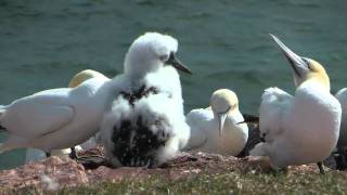 Basstölpel auf Helgoland [upl. by Peddada]