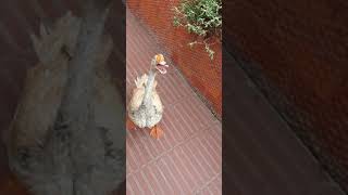 Angry goose hissing sound [upl. by Baudelaire]