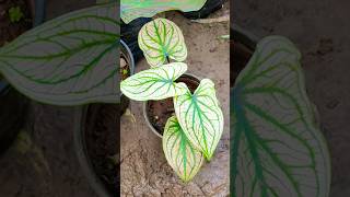 Caladium plant information and care 🪷🌱 [upl. by Anavi]