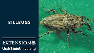 How to Diagnose Turf for Billbugs [upl. by Orson]