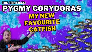 Pygmy Corydoras EVERYTHING you need to know Complete care guide [upl. by Gut]