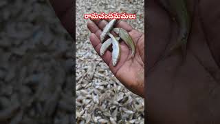 Testy Small Fish fishing shorts youtubeshorts trending telanganafisherman 5 [upl. by Norri]