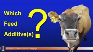 Hoards Dairyman April webinar Choosing feed additives wisely [upl. by Eiramyllek712]