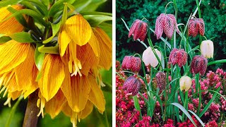 How to Plant Fritillaria Meleagris Spring Garden Guide [upl. by Silyhp589]