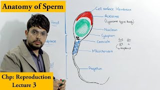 Human Sperm Cell [upl. by Maxia]